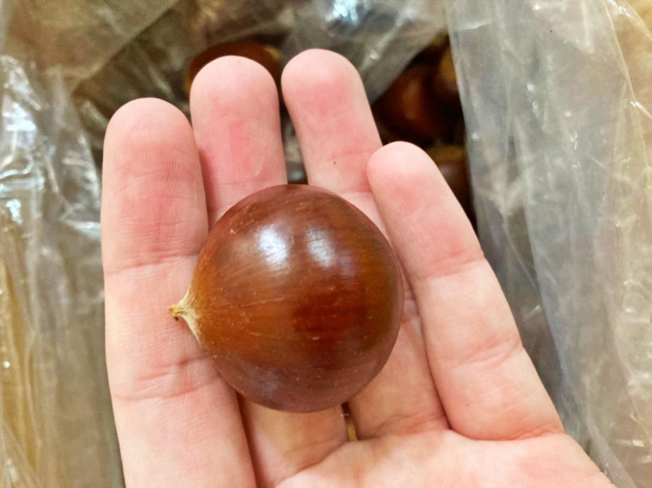충주 이평밤 부여 공주 햇밤 1kg 2kg 3kg 4kg 중과 대과 특과 - 상세 이미지 4