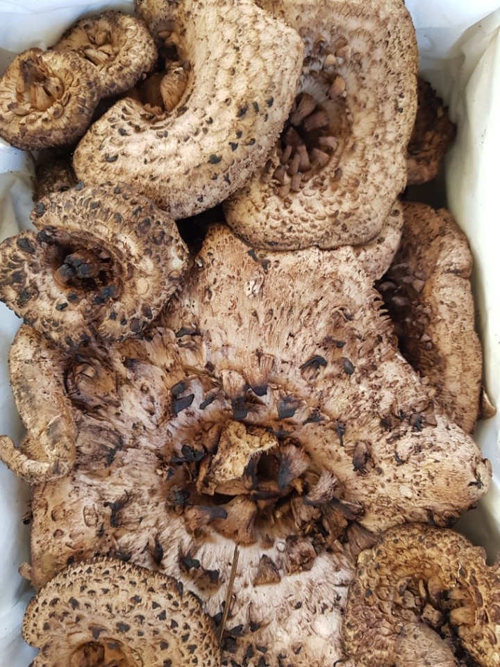 국내산 자연산 능이버섯 1kg 생물 백화점 고급 버섯 선물 세트 국산 추석 부모님 선물용 이미지 6