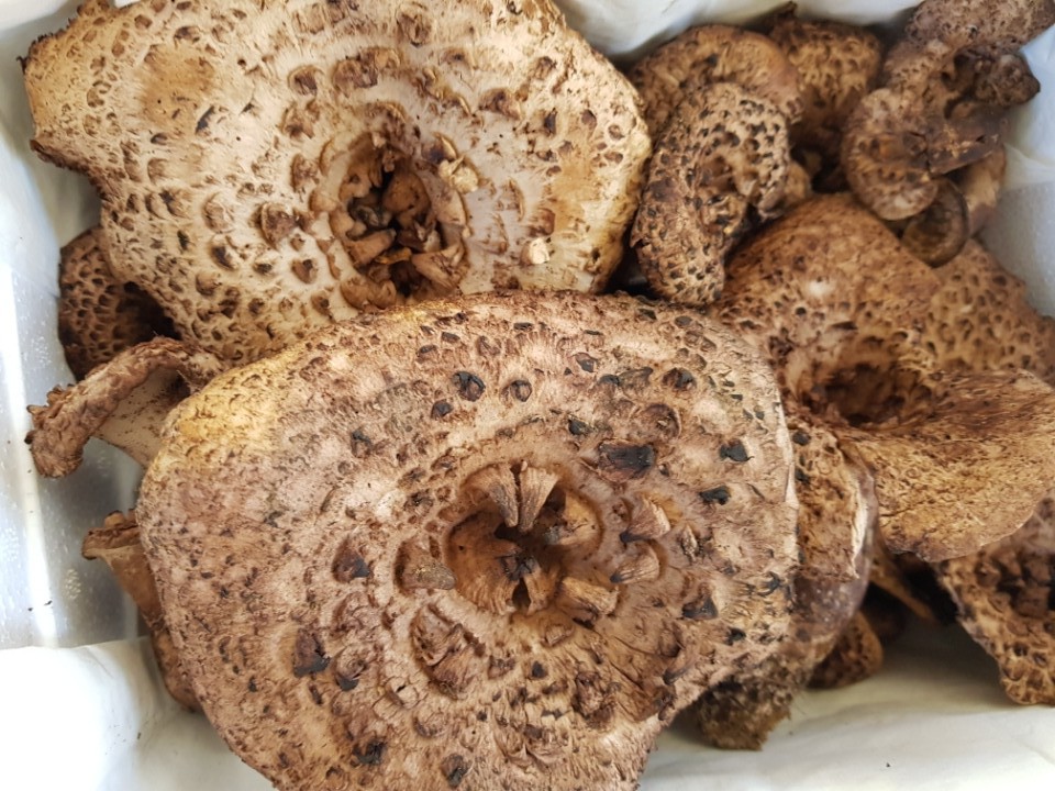 국내산 자연산 능이버섯 1kg 생물 백화점 고급 버섯 선물 세트 국산 추석 부모님 선물용 이미지 8