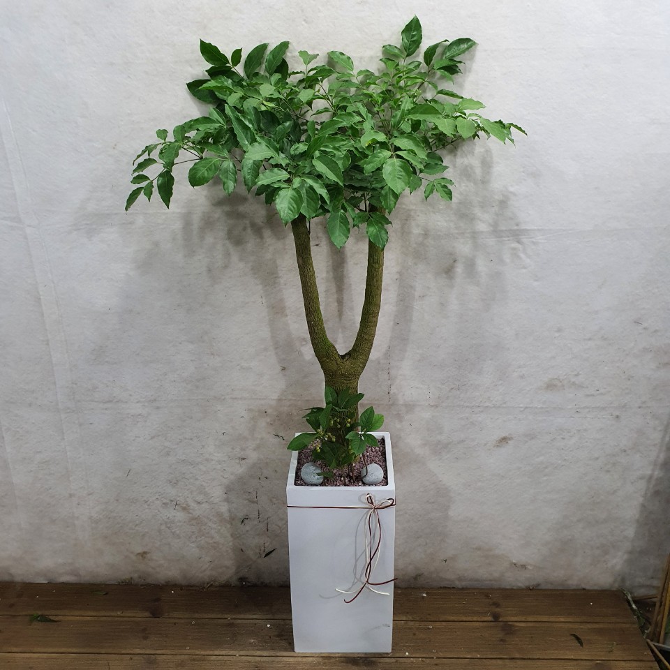 해피트리 (중) 대형식물 칠순 팔순 개업 이사 사무실 확장 이전 카페 화분 당일 전국배달