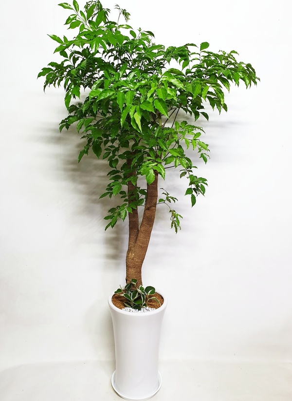 해피트리 (대) 행복나무 집들이 선물 카페 개업 오픈 이사 이전 이주 확장 화분 문구