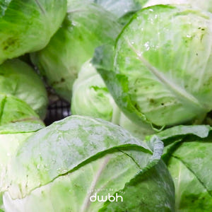 [오늘보감] 국내산 유기농 양배추 100% 저온착즙 유기농 양배추즙 10... 맛있게 먹은 솔직 후기 - 상품 이미지 3