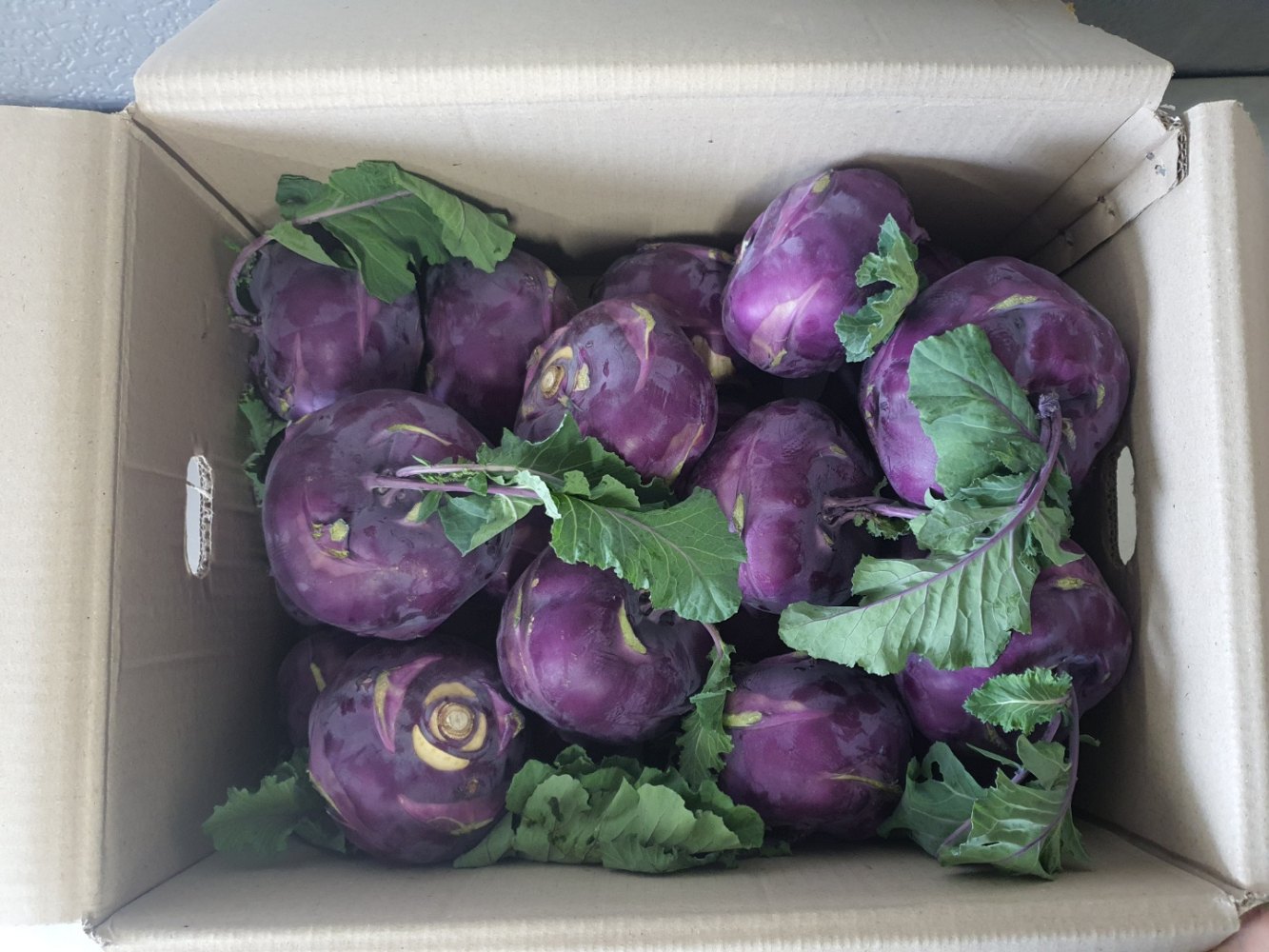 제주 콜리브리 콜라비 3kg 5kg 10kg 15kg 로얄과 대과 혼합 산지직송 - 상세 이미지 5