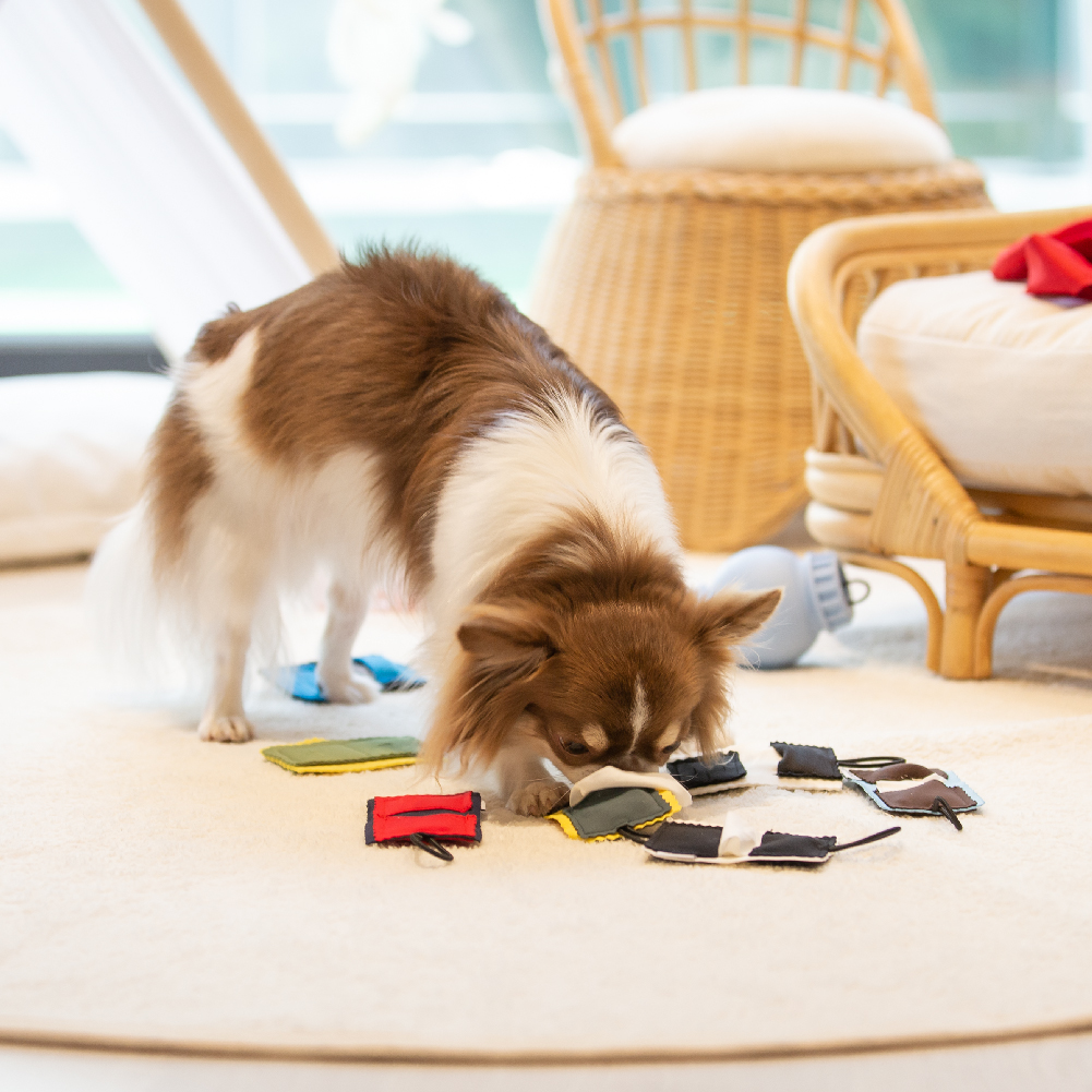 [아아랜드] 미니매트 티슈형 3ea 강아지 분리불안 노즈워크 장난감