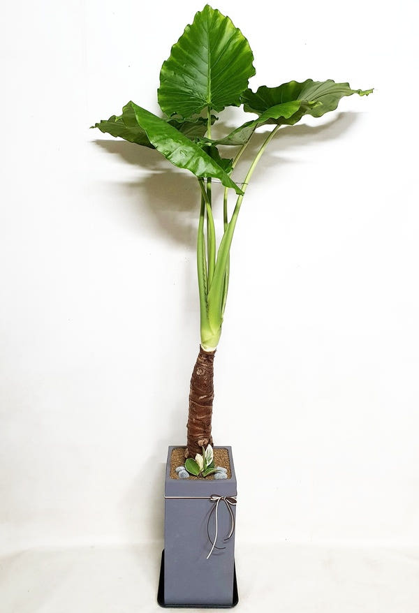 알로카시아 (대) 화분 가격 비교 Blossomy 알로카시아 (대) 화분