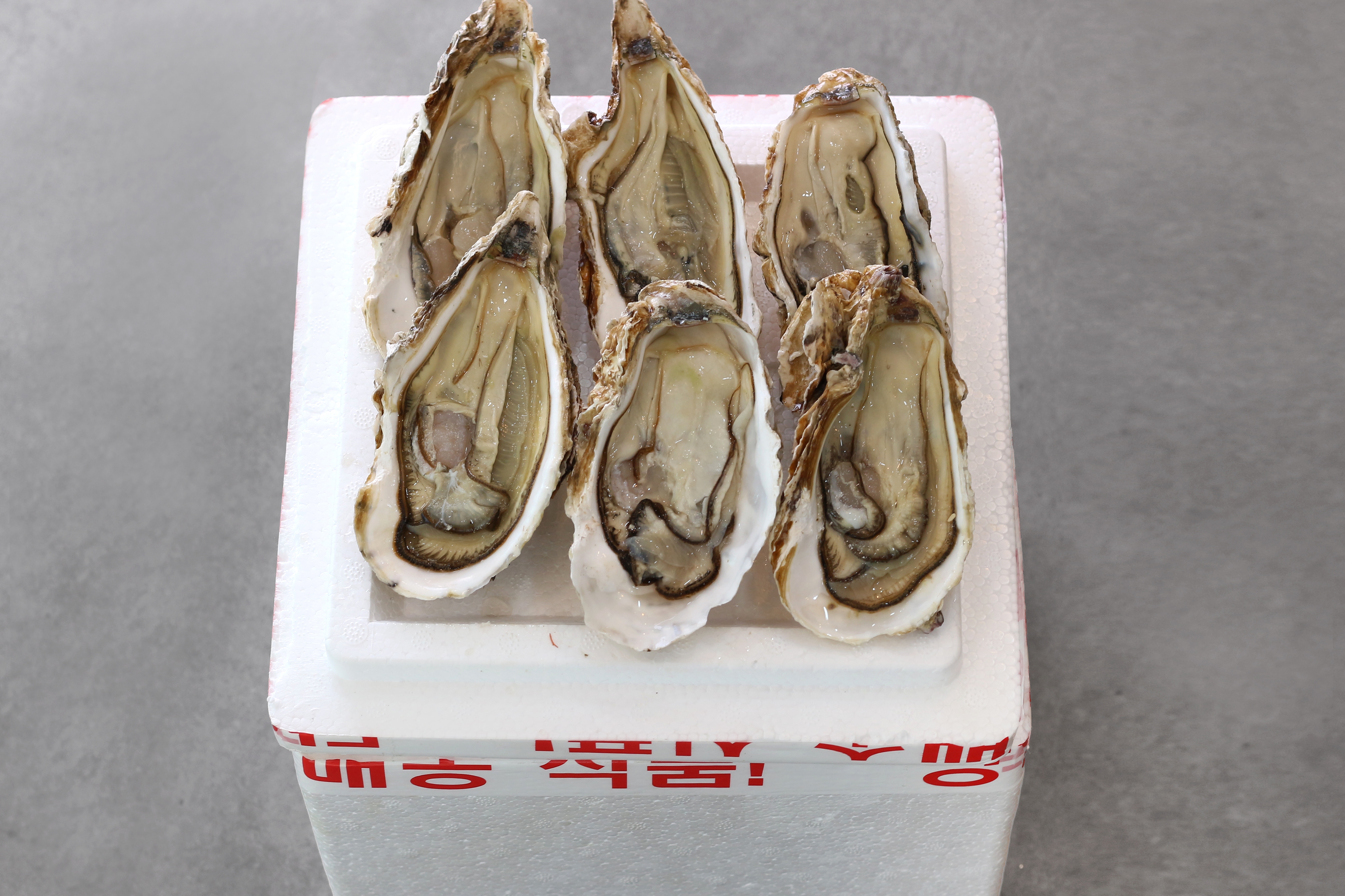 1kg 통영 매일 채취 수출용 삼배체굴 사계절굴 석화 석굴 하프셀 - 상세 이미지 2