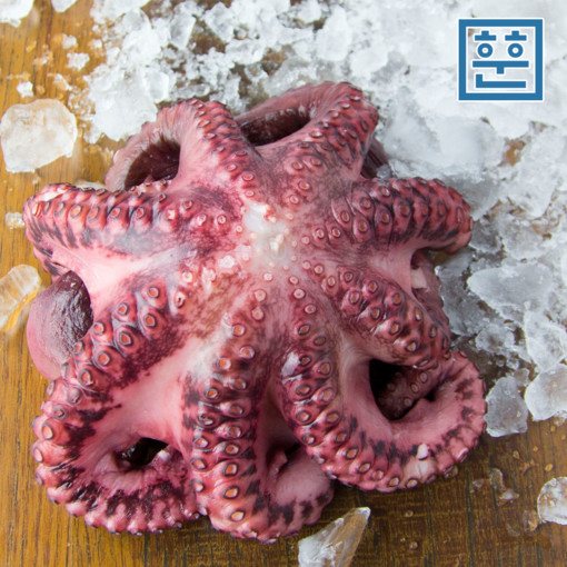 자숙문어 1마리 제수용 작은사이즈 (손질,세척,자숙 완료)