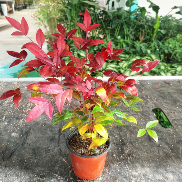 남천 묘목 나무 실내관엽식물 분묘 노지월동 실내 화초 거실화분 키우기