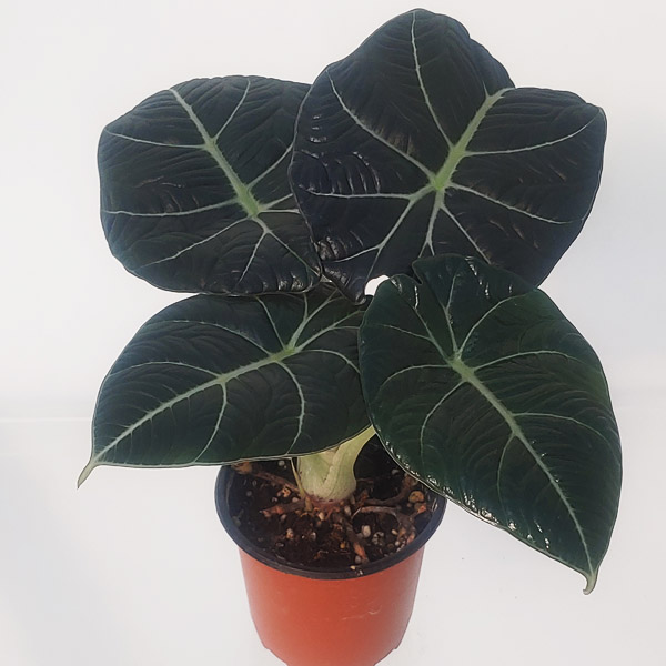 블랙벨벳알로카시아 외목대 대품 수형엄선