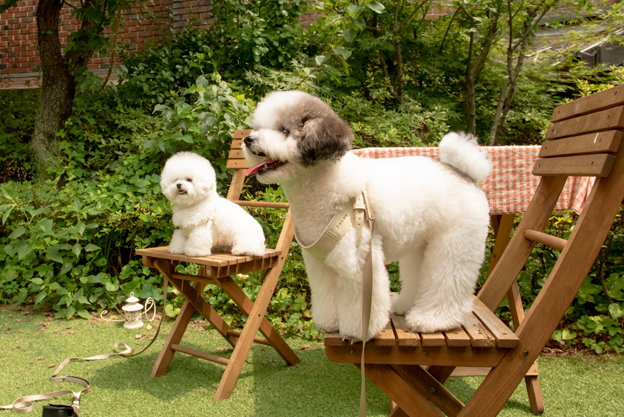 디어우 강아지 H형 하네스 안아픈 가슴줄 앞섬방지 소형견 중형견 산책 용품 이미지 3