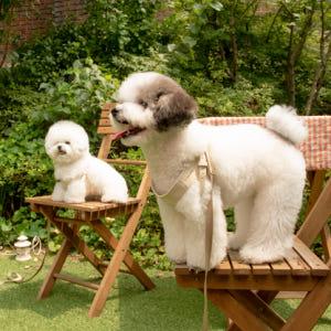 디어우 강아지 H형 하네스 안아픈 가슴줄 앞섬방지 소형견 중형견 산책 용... 솔직 후기 | 실제 사용자 리뷰 총정리 - 상품 이미지 3