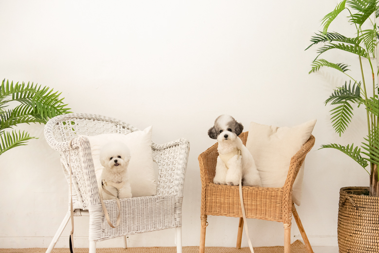 디어우 강아지 H형 하네스 안아픈 가슴줄 앞섬방지 소형견 중형견 산책 용품 이미지 4