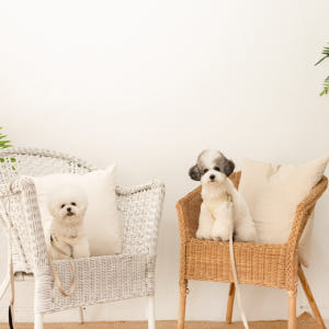 디어우 강아지 H형 하네스 안아픈 가슴줄 앞섬방지 소형견 중형견 산책 용... 솔직 후기 | 실제 사용자 리뷰 총정리 - 상품 이미지 4