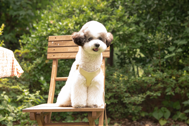 디어우 강아지 H형 하네스 안아픈 가슴줄 앞섬방지 소형견 중형견 산책 용품 이미지 2