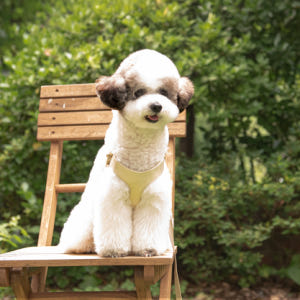 디어우 강아지 H형 하네스 안아픈 가슴줄 앞섬방지 소형견 중형견 산책 용... 솔직 후기 | 실제 사용자 리뷰 총정리 - 상품 이미지 2