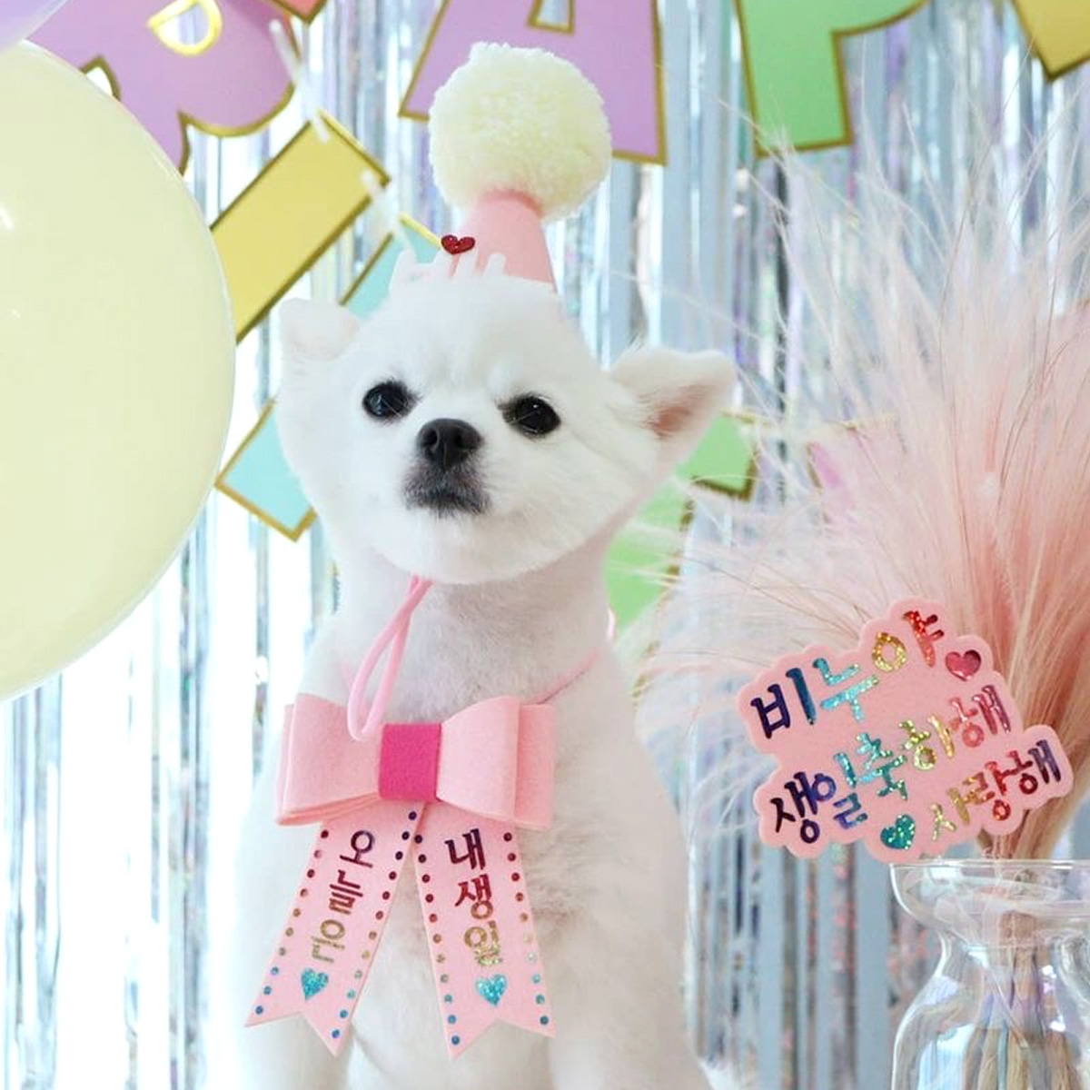 생일파티세트 강아지 고양이 고깔모자 리본화환 이미지 4