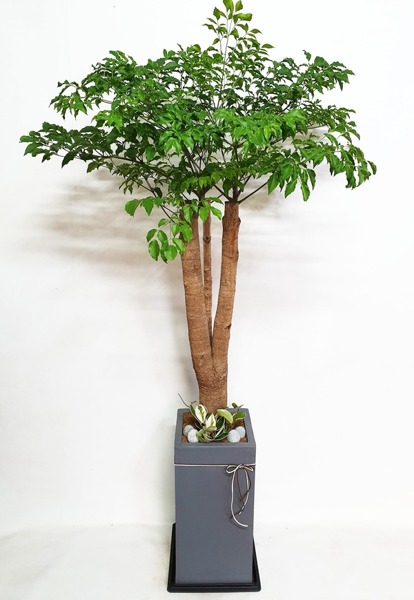 해피트리 (특대) 행복나무 카페 개업 오픈 이사 집들이 사무실 공장 확장 승진 화분 배송