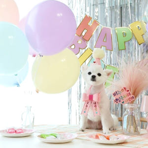 생일파티세트 강아지 고양이 고깔모자 리본화환 솔직 후기 | 실제 사용자 리뷰 총정리 - 상품 이미지 3