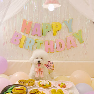 생일파티세트 강아지 고양이 고깔모자 리본화환 솔직 후기 | 실제 사용자 리뷰 총정리 - 상품 이미지 2