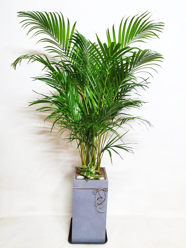 아레카야자 (대) 공기 정화 식물 가습효과 개업 승진 축하 이사 선물 대형 화분 당일배송