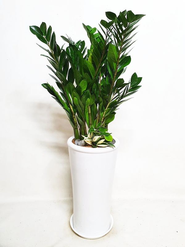 금전수 (중) 돈나무 번창 개업 승진 오픈 축하 카페 확장 선물 공기정화 화분 식물 배달