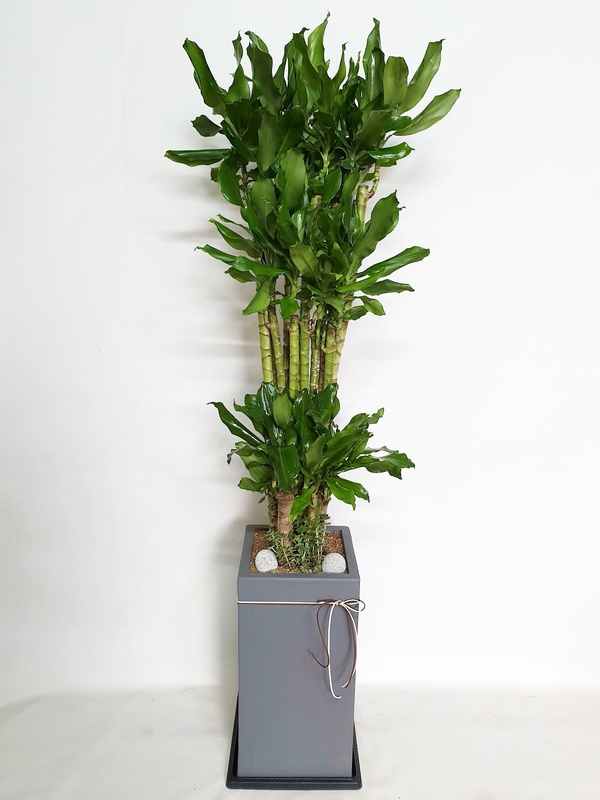 황금죽 (대) 행운 재물 공기정화 음이온발생 실내인테리어 개업 승진 축하 당일 화분 배달