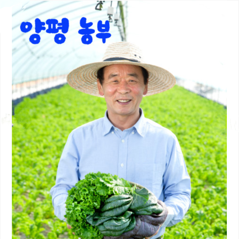 양평 농부 모듬 쌈 채소 600그램 삼시세끼 샐러드 겨자채 쌈추 - 상세 이미지 2