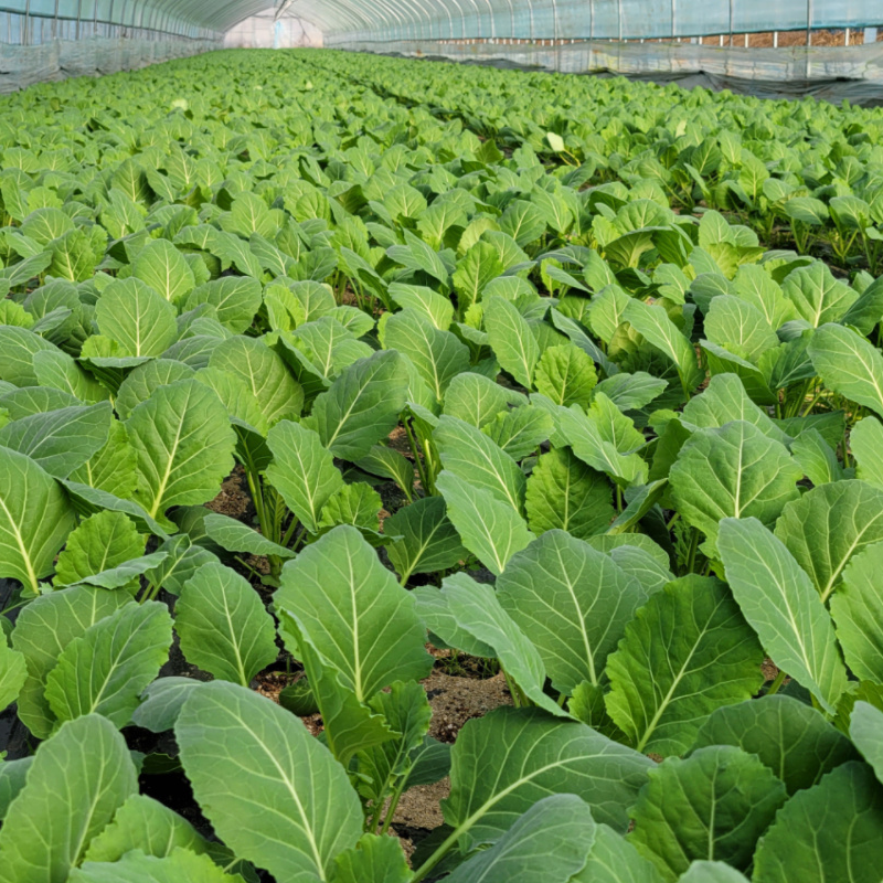 양평 농부 모듬 쌈 채소 600그램 삼시세끼 샐러드 겨자채 쌈추 - 상세 이미지 4