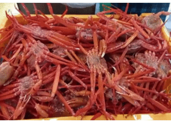[속초산지직송] 예원수산 생물 자숙 제철홍게 3kg 박달형 라면용 홍게다리살 이미지 4