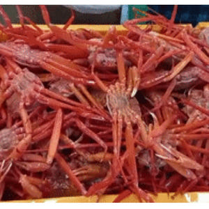 [속초산지직송] 예원수산 생물 자숙 제철홍게 3kg 박달형 라면용 홍게다... 맛있게 먹은 솔직 후기 - 상품 이미지 4