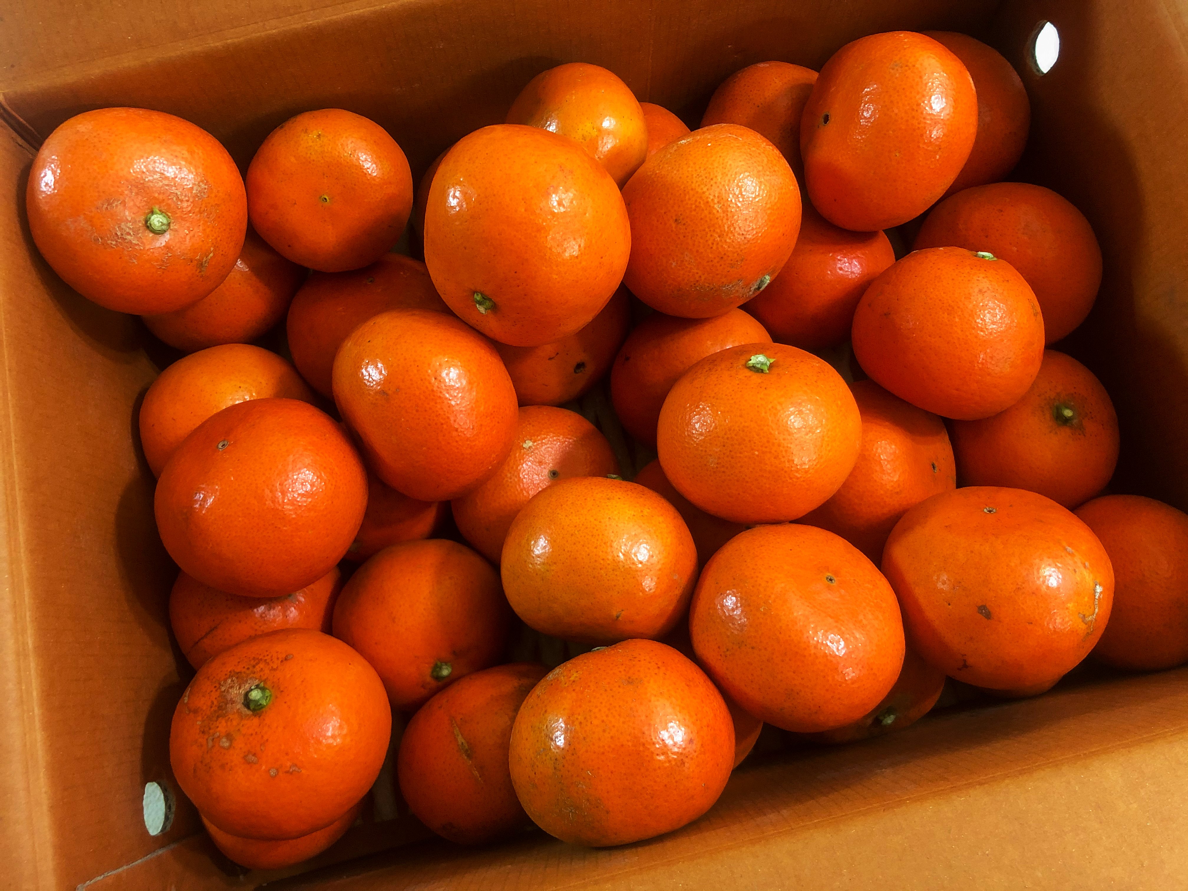 홍매향 홍미향 썬레드 홍귤 동백향 빨간 노지귤 3kg 5kg 제주 산지직송 - 상세 이미지 5