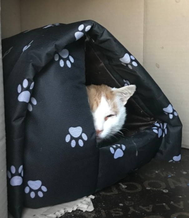 길고양이집 길냥이 급식소 실외 야외 고양이집 겨울집 하우스 소