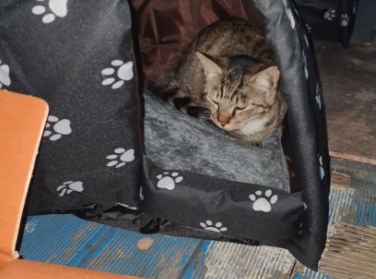 길고양이집 길냥이 급식소 실외 야외 고양이집 겨울집 하우스 소