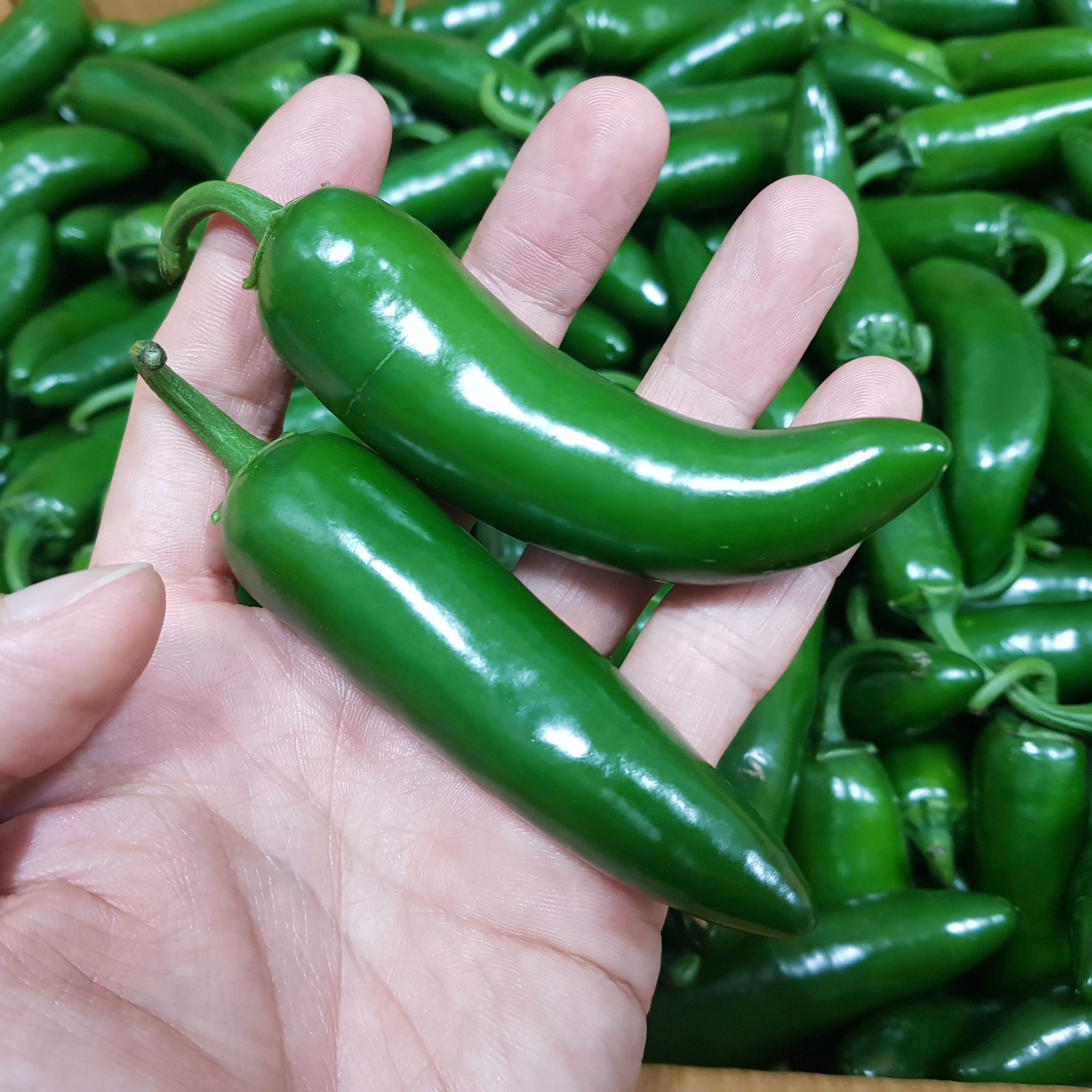 월정식품점 할라피뇨고추 퍼펙토고추 할라피뇨피클 할라피뇨장아찌 500g - 상세 이미지 3