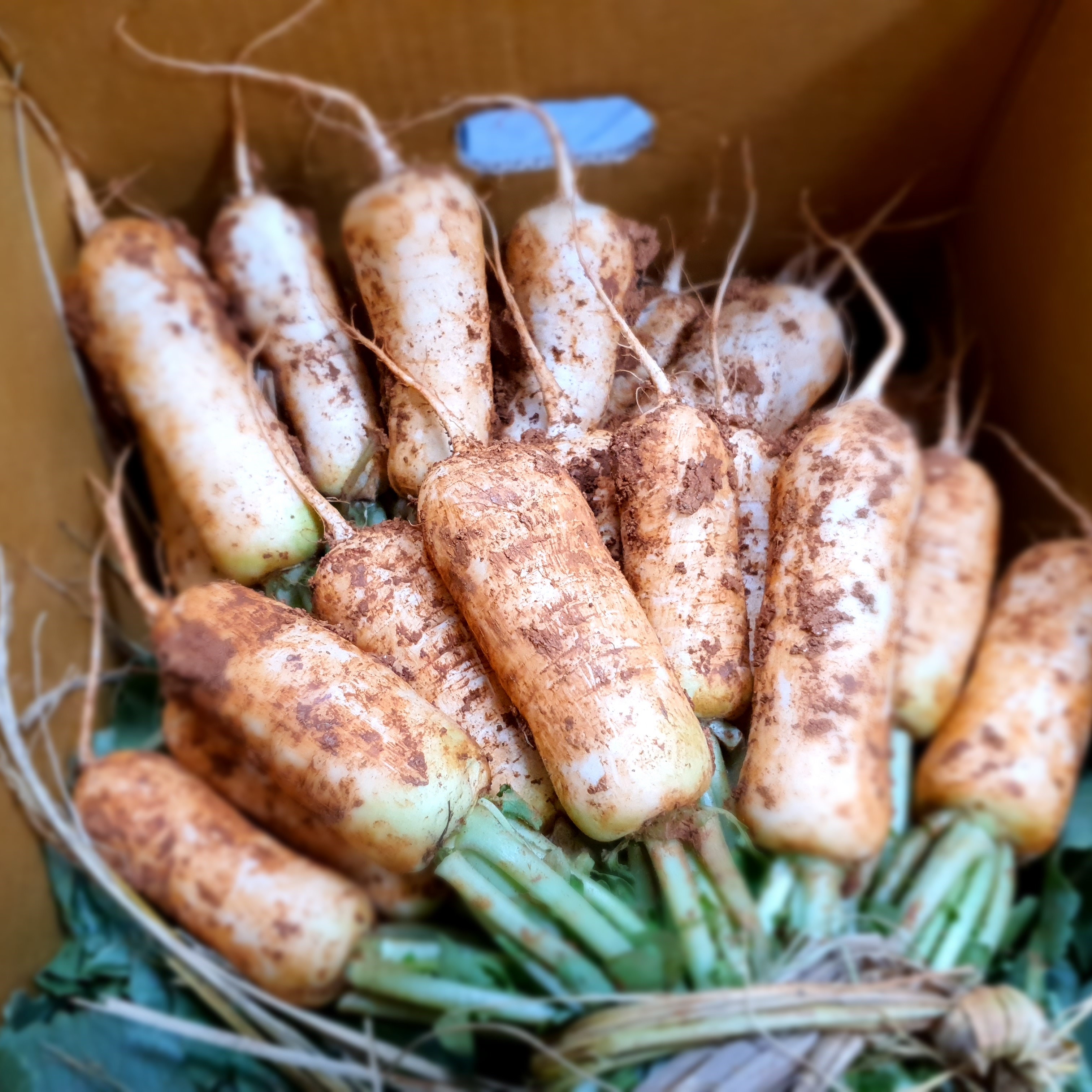 월정식품점 무간장짱아치 무짱아찌 알타리무우장아찌 500g - 상세 이미지 2