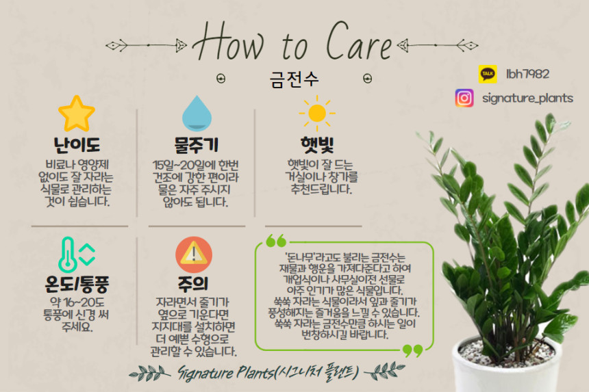 공기정화/관엽 | 개업축하화분 금전수 소형 (50cm) 공기정화/관엽 | 개업축하화분 금전수 소형 (50Cm)