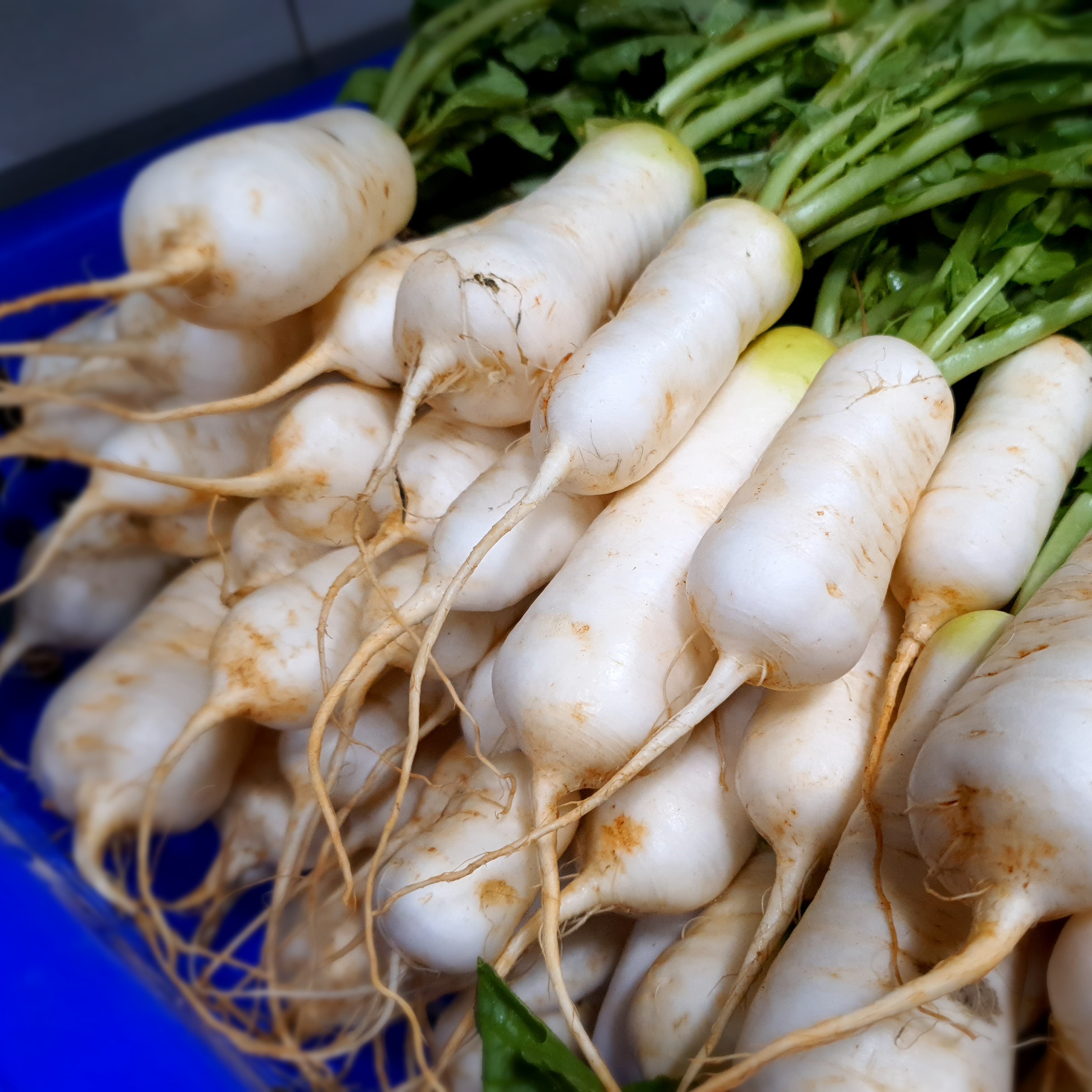 월정식품점 무간장짱아치 무짱아찌 알타리무우장아찌 500g - 상세 이미지 3