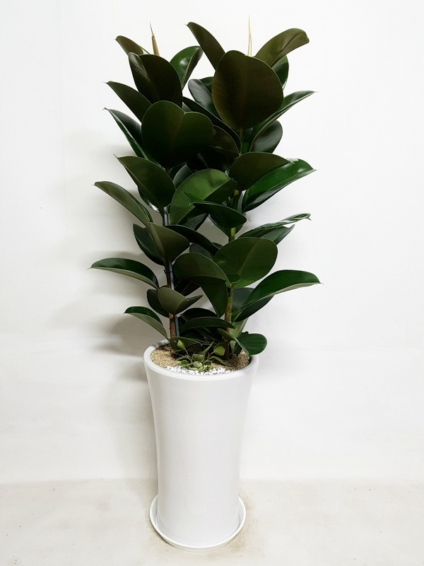 고무나무 (중) 대형화분 가게 오픈 축하 개업 승진 영전 이전 확장 화분 당일 배달 배송