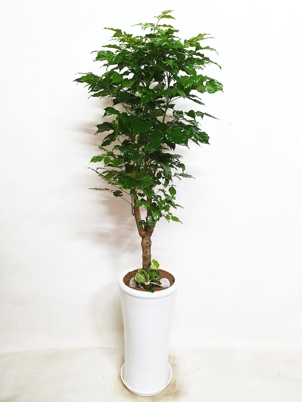 녹보수 (중) ﻿집들이 오픈 선물 실내 공기정화 집들이 개업 이전 확장 화분 당일 배달