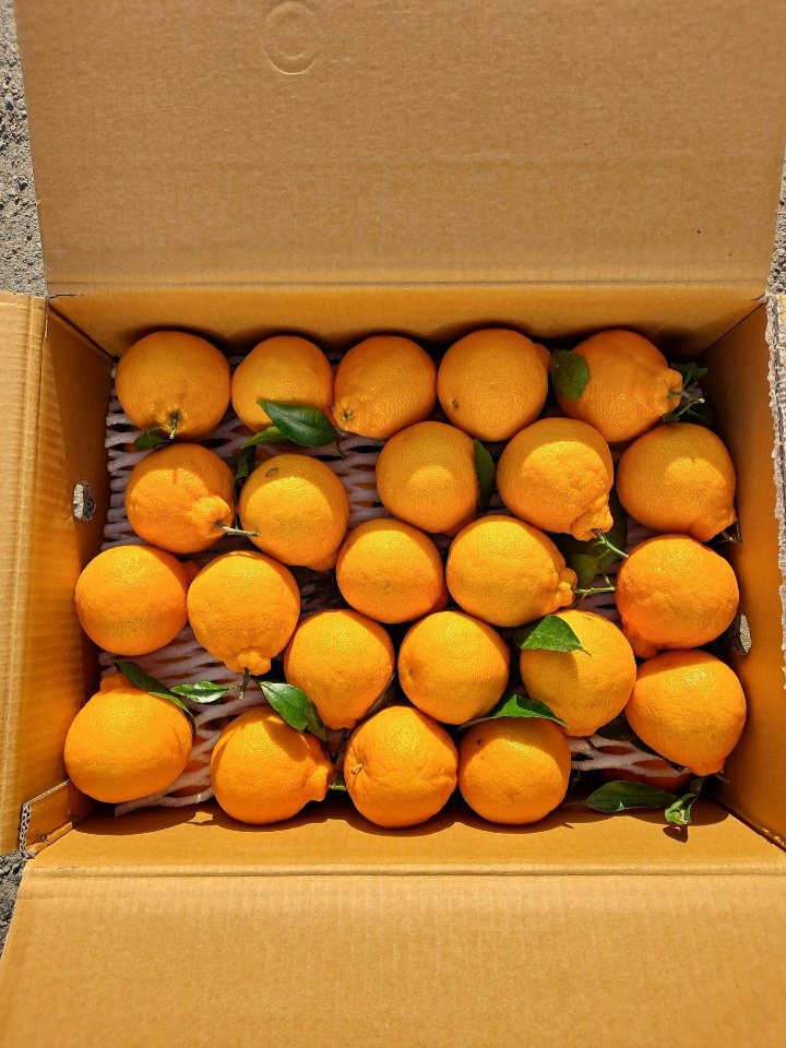 써니트한라봉 10kg 5kg 3kg 못난이 가정용 중소과 로얄과 중대과 제주 산지직송 - 상세 이미지 2