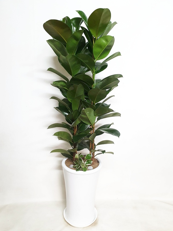 고무나무 (대) 고급 개업 승진 대형화분 가게 오픈 축하 확장 이전 화분 당일 배달 배송