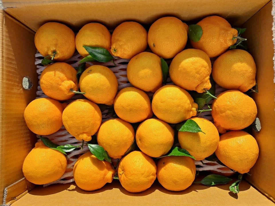 써니트한라봉 10kg 5kg 3kg 못난이 가정용 중소과 로얄과 중대과 제주 산지직송 - 상품 이미지