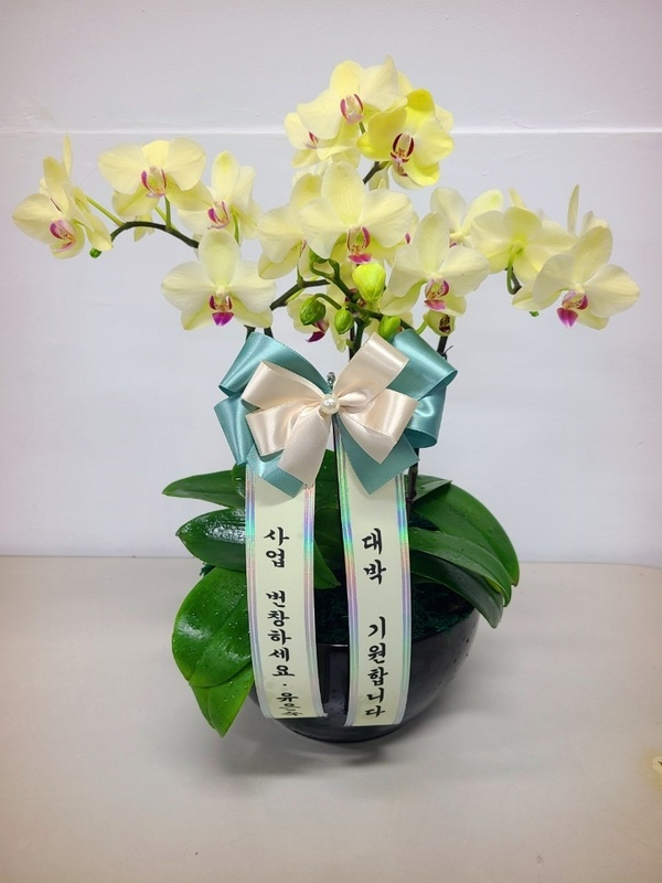 노랑 호접란 (소) 칠순 팔순 환갑 선물 상견례 서양난 서양란 당일 난배송 꽃배달서비스