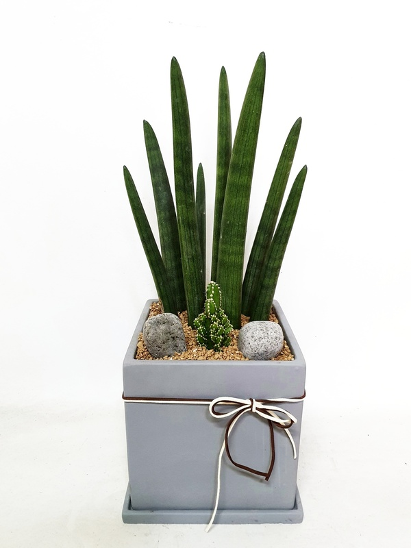 스투키 탁상용 (소) 카페 개업 이전 축하 미세먼지 승진 칠순 팔순 거실화분 배달 서비스