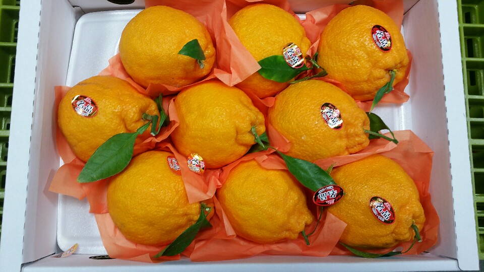 써니트 한라봉 2kg 3kg 5kg 10kg 꼬마 소과 중과 대과 가정용 못난이 벌크 - 상세 이미지 3