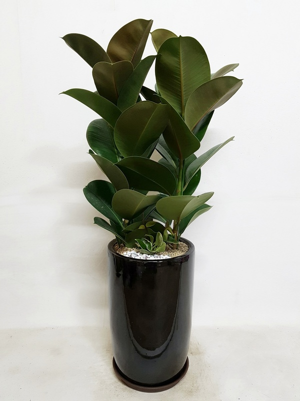 고무나무 (소) 개업나무 이사 개업 승진 집들이 인테리어 식물 가게 오픈 축하 당일 화분