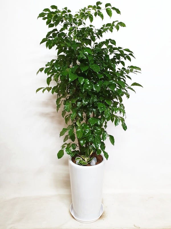 녹보수 (대) 가격 비교 Blossomy 녹보수 (대)