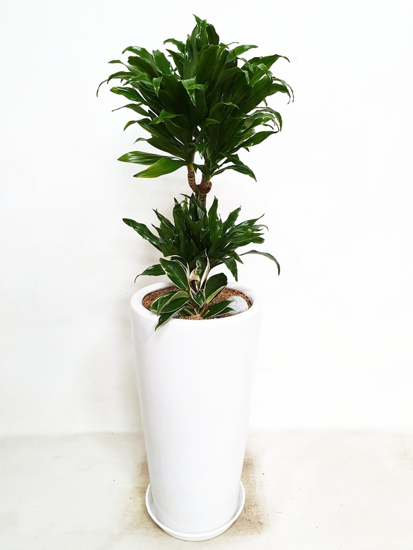 콤팩타 (중) 개업 오픈 축하 확장 이전 대형화분 공기정화식물 인테리어 화분 당일 배달