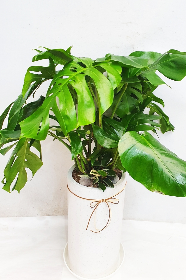 몬스테라 (대) 공기정화 대형화분 유행하는 인테리어 식물 개업 오픈 감성적인 카페 배달