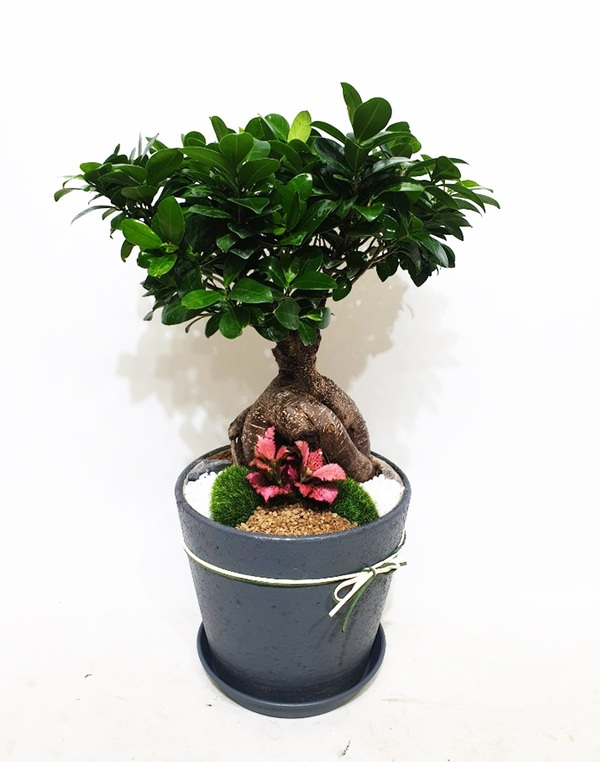 인삼팬더 인삼팬다 탁상용 (소) 개업 화분 승진 영전 공장 사무실 오픈 당일 화분 배달